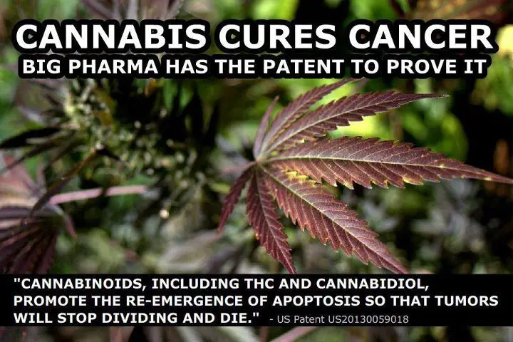 Compound found in marijuana shown to ‘turn off’ cancer