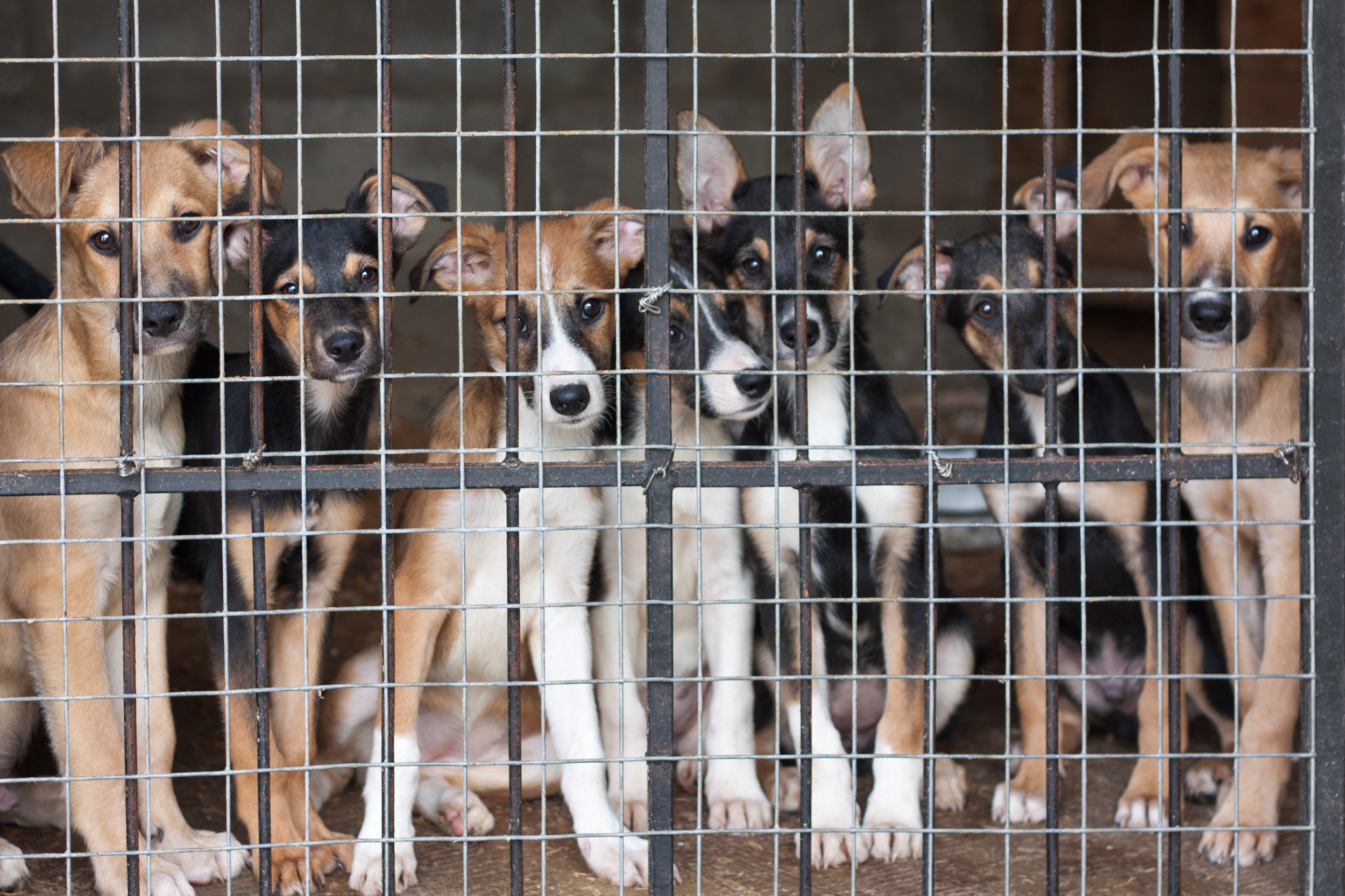 Arizona Mandates all Dogs Sold In Pet Stores to Come from Shelters