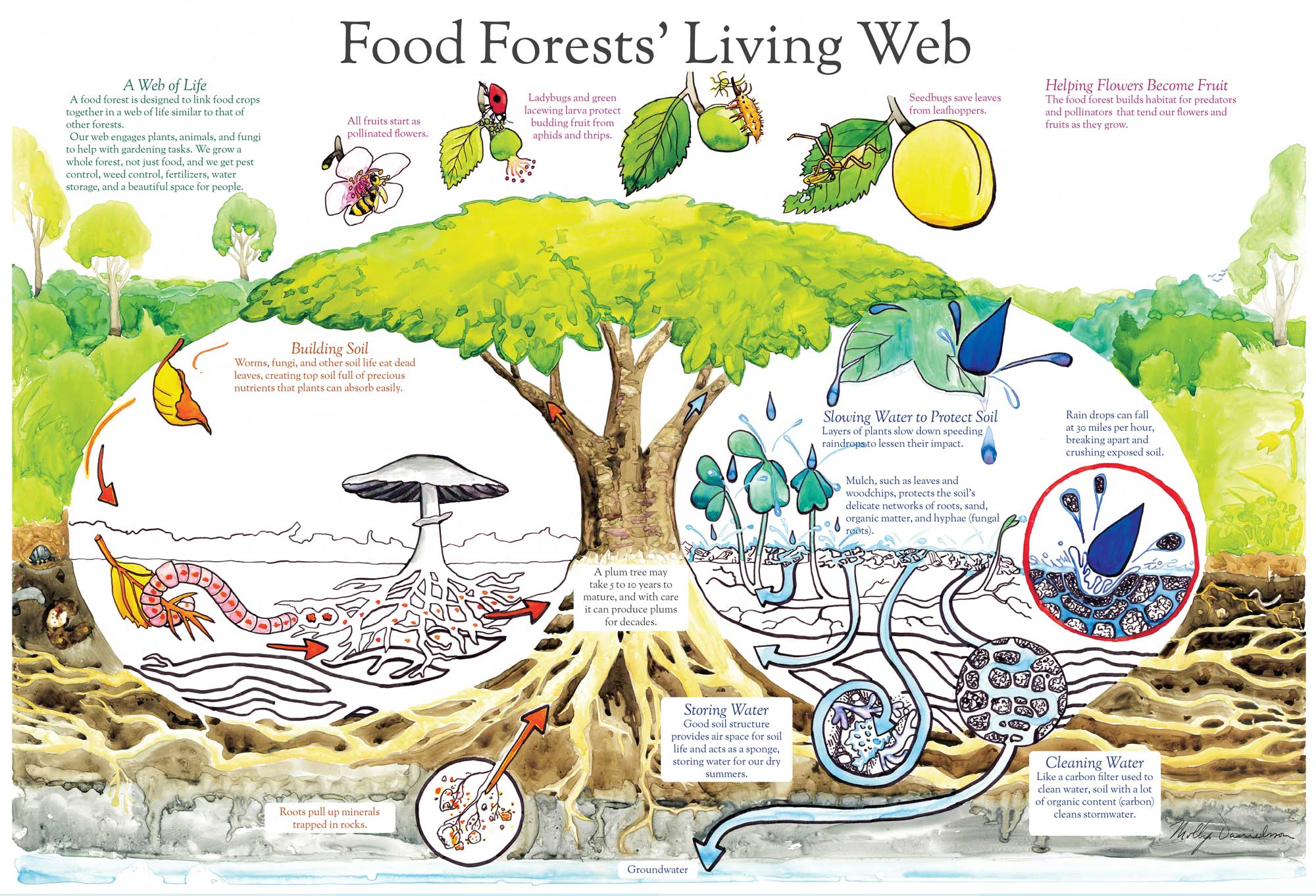 Food-Forests-Living-poster